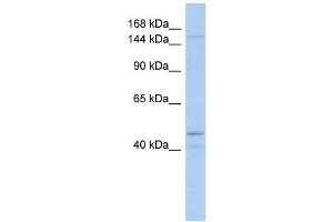 SKIV2L antibody used at 1 ug/ml to detect target protein. (SKIV2L anticorps)