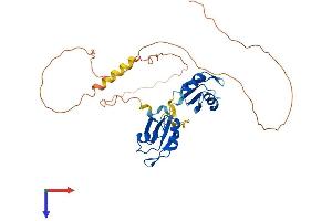 AlphaFold protein structure predicition of Mouse Recombinant Rbm4b Protein, UniprotID Q8VE92