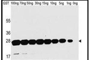 Western blot analysis of anti-GST Mab in recombinant GST protein. (GST anticorps)