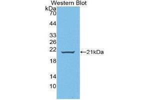Western Blotting (WB) image for anti-Wingless-Type MMTV Integration Site Family, Member 11 (WNT11) (AA 204-349) antibody (ABIN1872353) (WNT11 anticorps  (AA 204-349))