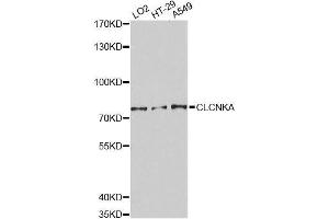 Western blot analysis of extracts of various cell lines, using CLCNKA Antibody. (CLCNKA anticorps  (AA 470-644))
