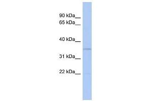 CLEC4G antibody used at 1 ug/ml to detect target protein. (CLEC4G anticorps  (N-Term))