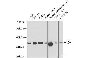 Western blot analysis of extracts of various cell lines using LOX Polyclonal Antibody at dilution of 1:500. (LOX anticorps)