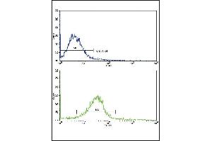 Flow cytometric analysis of hela cells using EDA Antibody (N-term)(bottom histogram) compared to a negative control cell (top histogram). (Ectodysplasin A anticorps  (N-Term))