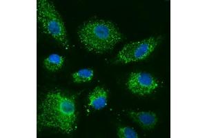 IF analysis of COX5B using anti-COX5B antibody (ABIN7598975).