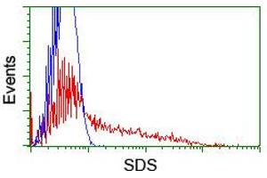 HEK293T cells transfected with either RC217814 overexpress plasmid (Red) or empty vector control plasmid (Blue) were immunostained by anti-SDS antibody (ABIN2455348), and then analyzed by flow cytometry. (serine Dehydratase anticorps)