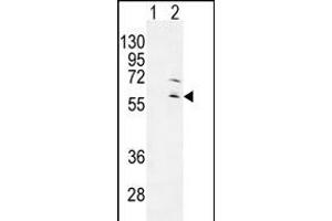 Western blot analysis of RPS6KL1 (arrow) using rabbit polyclonal RPS6KL1 Antibody (ABIN655281 and ABIN2844873). (RPS6KL1 anticorps)
