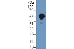 Detection of UPK3A in Mouse Bladder lysate using Polyclonal Antibody to Uroplakin 3A (UPK3A) (Uroplakin 3A anticorps  (AA 15-212))