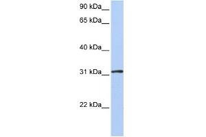 WB Suggested Anti-DRG1 Antibody Titration:  0. (DRG1 anticorps  (Middle Region))