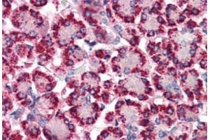 Immunohistochemistry (Formalin/PFA-fixed paraffin-embedded sections) of human pancreas with STEAP4 polyclonal antibody . (STEAP4 anticorps  (N-Term))