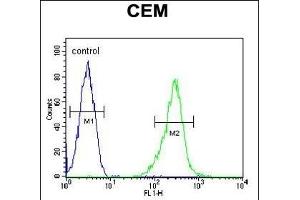 KCNV1 Antibody (N-term) (ABIN651972 and ABIN2840478) flow cytometric analysis of CEM cells (right histogram) compared to a negative control cell (left histogram). (KCNV1 anticorps  (N-Term))