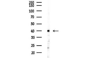 anti-Gap Junction Protein, alpha 5, 40kDa (GJA5) (C-Term) antibody