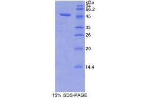 SDS-PAGE (SDS) image for Lipocalin 12 (LCN12) (AA 30-193) protein (His tag,GST tag) (ABIN2123174)