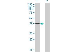 Western Blot analysis of OVOL2 expression in transfected 293T cell line by OVOL2 MaxPab polyclonal antibody. (OVOL2 anticorps  (AA 1-275))