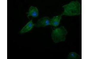 Image no. 3 for anti-Dynamin 1-Like (DNM1L) antibody (ABIN1497870)