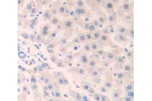 IHC-P analysis of Rat Tissue, with DAB staining. (IFNAR1 anticorps  (AA 244-512))