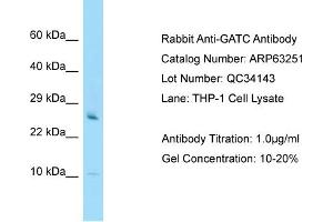 Western Blotting (WB) image for anti-Glutamyl-tRNA Amidotransferase, Subunit C (GATC) (N-Term) antibody (ABIN2789424) (GATC anticorps  (N-Term))