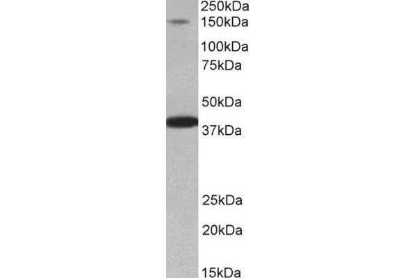 IRS4 anticorps  (AA 633-647)