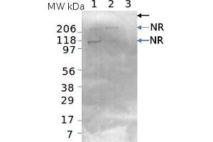 Image no. 1 for anti-Nitrate Reductase, Assimilatory (NR) antibody (ABIN334562) (Nitrate Reductase anticorps)