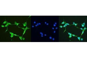 IF analysis of Thioredoxin TRX using anti-Thioredoxin TRX antibody (ABIN6719381). (TXN anticorps  (AA 2-105))