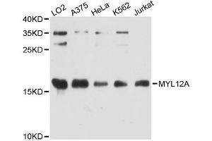 Western blot analysis of extracts of various cell lines, using MYL12A antibody (ABIN5995731) at 1:3000 dilution. (MYL12A anticorps)