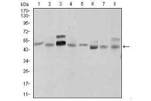 Image no. 4 for anti-Sonic Hedgehog (SHH) antibody (ABIN1491290) (Sonic Hedgehog anticorps)