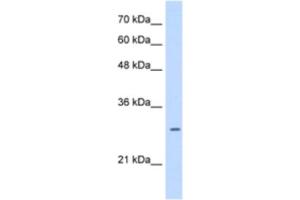 Western Blotting (WB) image for anti-Leucine Rich Repeat Containing 59 (LRRC59) antibody (ABIN2463275) (LRRC59 anticorps)
