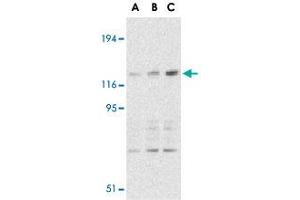 Western blot analysis of CARD11 expression in mouse thymus tissue lysate with CARD11 polyclonal antibody  at 0. (CARD11 anticorps  (C-Term))