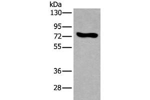 Western blot analysis of NIH/3T3 cell lysate using KEAP1 Polyclonal Antibody at dilution of 1:600 (KEAP1 anticorps)