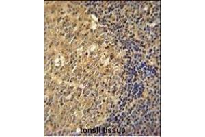 ACTB Antibody  immunohistochemistry analysis in formalin fixed and paraffin embedded human tonsil tissue followed by peroxidase conjugation of the secondary antibody and DAB staining. (beta Actin anticorps)