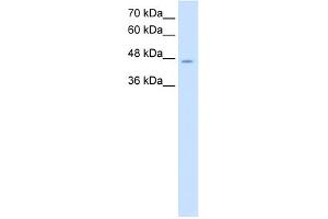 WB Suggested Anti-NDRG1 Antibody Titration:  2. (NDRG1 anticorps  (C-Term))