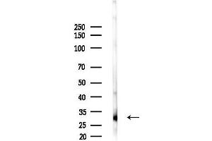 anti-Elastase 3B, Pancreatic (ELA3B) (Internal Region) antibody