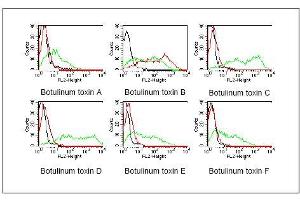 BOSC23 cells were transiently transfected withexpression vectors containing the cDNA of the lightchain of botulinum toxin A-F.