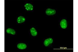 Immunofluorescence of purified MaxPab antibody to EMG1 on HeLa cell. (EMG1 anticorps  (AA 1-244))
