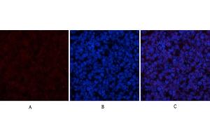 Immunofluorescence analysis of mouse spleen tissue. (Cytochrome C anticorps  (AA 1268-1341))