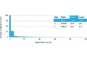 Analysis of Protein Array containing more than 19,000 full-length human proteins using PD-L2 Mouse Monoclonal Antibody (PDL2/2676) Z- and S- Score: The Z-score represents the strength of a signal that a monoclonal antibody (MAb) (in combination with a fluorescently-tagged anti-IgG secondary antibody) produces when binding to a particular protein on the HuProtTM array. (PDCD1LG2 anticorps  (AA 27-220))