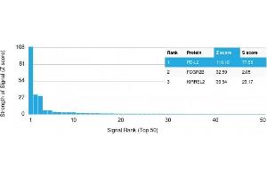 Analysis of Protein Array containing more than 19,000 full-length human proteins using PD-L2 Mouse Monoclonal Antibody (PDL2/2676) Z- and S- Score: The Z-score represents the strength of a signal that a monoclonal antibody (MAb) (in combination with a fluorescently-tagged anti-IgG secondary antibody) produces when binding to a particular protein on the HuProtTM array.