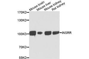 Western blot analysis of extracts of various cell lines, using INSRR antibody. (INSRR anticorps)