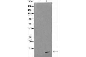 Western blot analysis on HeLa cell lysate using COX17 Antibody,The lane on the left is treated with the antigen-specific peptide. (COX17 anticorps  (N-Term))
