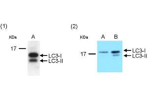 WB Image Western blot analysis of LC3 protein in PC-3 cell line.