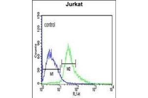 ATF1 Antibody (C-term) (ABIN651055 and ABIN2840051) flow cytometric analysis of Jurkat cells (right histogram) compared to a negative control cell (left histogram). (AFT1 anticorps  (C-Term))