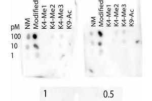 Dot Blot of Rabbit Histone H3 K4-Me3/K9-Ac Antibody.