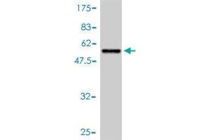 Western Blot detection against Immunogen (53.
