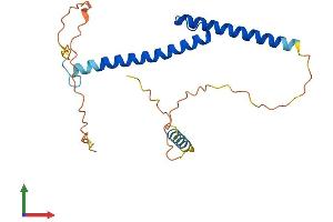 AlphaFold protein structure predicition of Human Recombinant MYOG Protein, UniprotID P15173