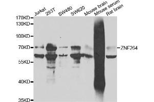 Western blot analysis of extracts of various cell lines, using ZNF264 antibody. (ZNF264 anticorps)