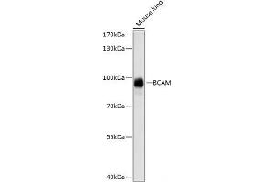 Western blot analysis of extracts of Mouse lung using BCAM Polyclonal Antibody at dilution of 1:1000. (BCAM anticorps)