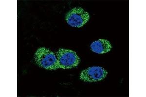 Confocal immunofluorescent analysis of RAGE antibody with MDA-MB231 cells followed by Alexa Fluor 488-conjugated goat anti-rabbit lgG (green).