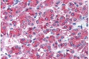 Human Pancreas (formalin-fixed, paraffin-embedded) stained with SNAI2 antibody ABIN213984 at 10 ug/ml followed by biotinylated goat anti-rabbit IgG secondary antibody ABIN481713, alkaline phosphatase-streptavidin and chromogen. (SLUG anticorps  (Internal Region))