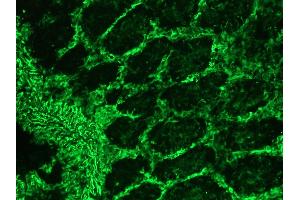 Image no. 1 for anti-Vimentin (VIM) antibody (ABIN335380)