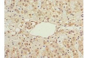 Immunohistochemistry of paraffin-embedded human adrenal gland tissue using ABIN7156711 at dilution of 1:100 (IFRD1 anticorps  (AA 1-240))